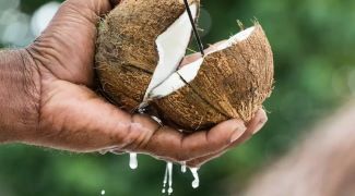 India Becomes World's Largest Coconut Producer: A Major Step Towards Boosting Farmers' Income